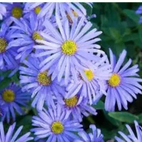 خرید نهال یا بوته گل آستر یا ستاره ای