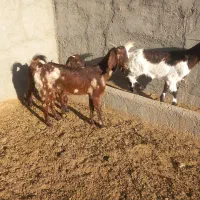 فروش بزغاله پاکستانی