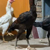 مرغ لاری تاجمهر