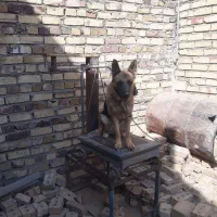 سگ ژرمن ورک ماده