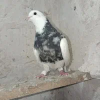 سلام