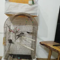 عروس هلندی و مرغ عشق با قفس