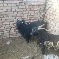 چبش وبره چاق برای قربونی جلوی هیئت
