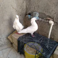 یه جفت کبوتر