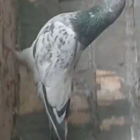 کله دم سبز،کله برنجی،کاشونی،پرشی پاکستانی ساعتی