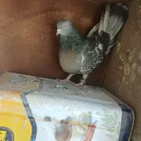 کبوتر|پرنده|بروجن, |دیوار