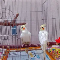 عروس هلندی