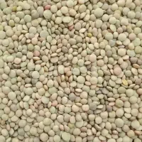 عدس تازه