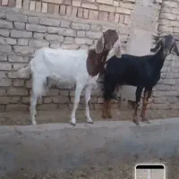 بز ماده