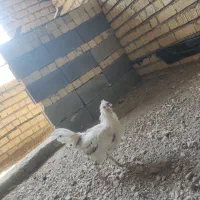 خروس گلین