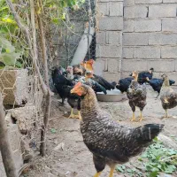 مرغ و خروس محلی و کبابی