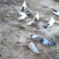 کبوتر|پرنده|مرند, |دیوار