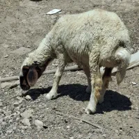 میش داشتی شک