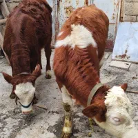 گوساله سمینتال شرابی اصل