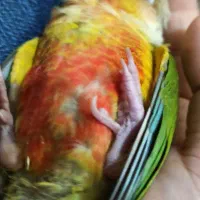 گرینچیک دست اموز حدود یک هفته گم شده