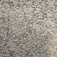 عدس تازه
