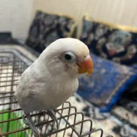 طوطی کتوله برزیلی دانه خور بازیگوش و سر حال .آبپخش