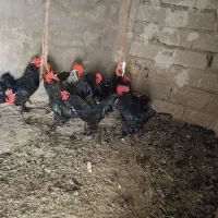 خروس مرند گرسی