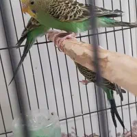 مرغ عشق فروشی دونه ۲۰۰