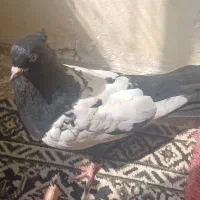 سینه سیاه رنگ زیل درشت وقلمدار نر