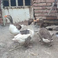 قازمحلی
