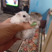 همستر کمپل