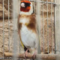 سهره چهار گل