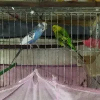 یک جفت مرغ عشق