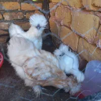 مرغ و خروس ابریشمی