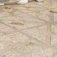 خرگوش|موش و خرگوش|بجنورد, |دیوار