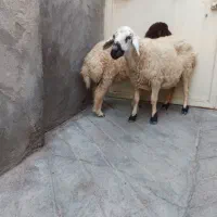 یه میش زاییده با  بره نر ، و.یه میش استاق