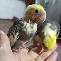 جفت عروس هلندی جوان