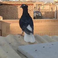 کبوترسیاه دم سفید