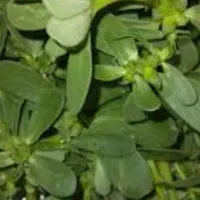 خرفه تازه