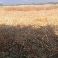 یک ماشین کاه گندم  فروشی