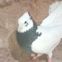 طوقی سالم پرشی