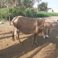 گاو باگوساله