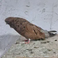 سرور نر نوک قنار درشت و کشیده