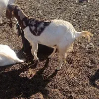 بز گوسفند یک ساله