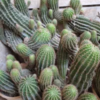 فروش کاکتوس