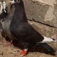 جوجه کبوتر  قره سیاه تیر