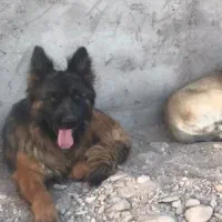 گمشده