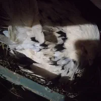 مرغ کرچ گلین ومحلی و تخم گلین