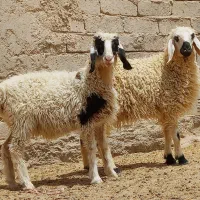 دوتا.بره چاق یک نر یک ماده