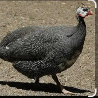 یک  عدد مرغ شاخدارو خروس شاخدار