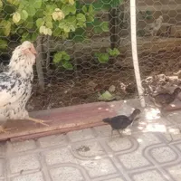 جوجه و مرغ و خروس گلین لری|حیوانات مزرعه|صدرا-فارس, |دیوار