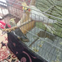 دوعدد عروس هلندی ماده