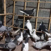 ۲۰تا گرفتنی
