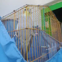 عروس هلندی نرسخنگو اسمشم چیکو بالغ