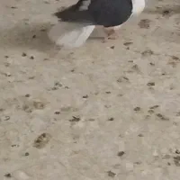 کبوتر